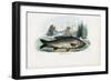 Common Carp, 1863-79-Raimundo Petraroja-Framed Giclee Print