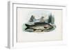 Common Carp, 1863-79-Raimundo Petraroja-Framed Giclee Print