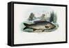 Common Carp, 1863-79-Raimundo Petraroja-Framed Stretched Canvas