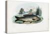 Common Carp, 1863-79-Raimundo Petraroja-Stretched Canvas