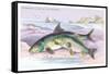 Common Carp and the Barbel-Robert Hamilton-Framed Stretched Canvas