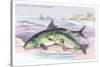 Common Carp and the Barbel-Robert Hamilton-Stretched Canvas