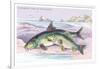 Common Carp and the Barbel-Robert Hamilton-Framed Art Print