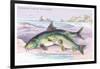 Common Carp and the Barbel-Robert Hamilton-Framed Art Print