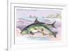 Common Carp and the Barbel-Robert Hamilton-Framed Art Print