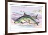 Common Carp and the Barbel-Robert Hamilton-Framed Art Print