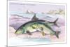 Common Carp and the Barbel-Robert Hamilton-Mounted Art Print