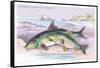 Common Carp and the Barbel-Robert Hamilton-Framed Stretched Canvas