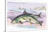 Common Carp and the Barbel-Robert Hamilton-Stretched Canvas