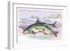 Common Carp and the Barbel-Robert Hamilton-Framed Premium Giclee Print