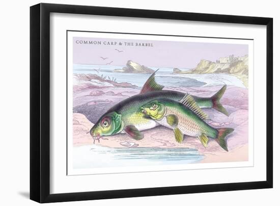 Common Carp and the Barbel-Robert Hamilton-Framed Art Print