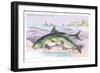 Common Carp and the Barbel-Robert Hamilton-Framed Art Print