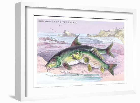 Common Carp and the Barbel-Robert Hamilton-Framed Art Print