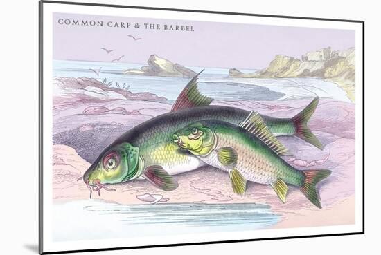 Common Carp and the Barbel-Robert Hamilton-Mounted Art Print