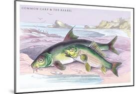 Common Carp and the Barbel-Robert Hamilton-Mounted Art Print