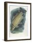 Common Carp Cyprinus Carpio-null-Framed Giclee Print