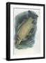 Common Carp Cyprinus Carpio-null-Framed Giclee Print