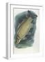 Common Carp Cyprinus Carpio-null-Framed Giclee Print