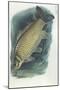 Common Carp Cyprinus Carpio-null-Mounted Giclee Print