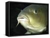 Common Carp European Freshwaters-null-Framed Stretched Canvas