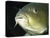 Common Carp European Freshwaters-null-Stretched Canvas