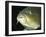 Common Carp European Freshwaters-null-Framed Photographic Print