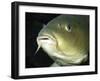 Common Carp European Freshwaters-null-Framed Photographic Print