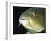 Common Carp European Freshwaters-null-Framed Photographic Print