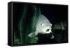 Common Carp-null-Framed Stretched Canvas