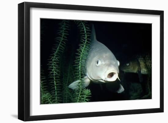 Common Carp-null-Framed Photographic Print