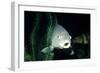 Common Carp-null-Framed Photographic Print