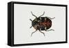 Common Carpet Beetle (Anthrenus Scrophulariae), Dermestidae, Artwork by Rebecca Hardy-null-Framed Stretched Canvas