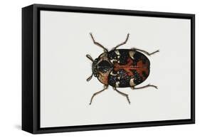 Common Carpet Beetle (Anthrenus Scrophulariae), Dermestidae, Artwork by Rebecca Hardy-null-Framed Stretched Canvas