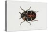 Common Carpet Beetle (Anthrenus Scrophulariae), Dermestidae, Artwork by Rebecca Hardy-null-Stretched Canvas