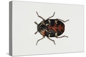 Common Carpet Beetle (Anthrenus Scrophulariae), Dermestidae, Artwork by Rebecca Hardy-null-Stretched Canvas