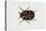 Common Carpet Beetle (Anthrenus Scrophulariae), Dermestidae, Artwork by Rebecca Hardy-null-Stretched Canvas