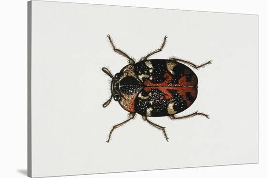 Common Carpet Beetle (Anthrenus Scrophulariae), Dermestidae, Artwork by Rebecca Hardy-null-Stretched Canvas