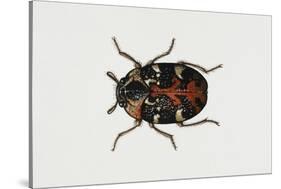 Common Carpet Beetle (Anthrenus Scrophulariae), Dermestidae, Artwork by Rebecca Hardy-null-Stretched Canvas