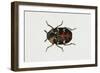 Common Carpet Beetle (Anthrenus Scrophulariae), Dermestidae, Artwork by Rebecca Hardy-null-Framed Giclee Print