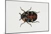 Common Carpet Beetle (Anthrenus Scrophulariae), Dermestidae, Artwork by Rebecca Hardy-null-Mounted Giclee Print