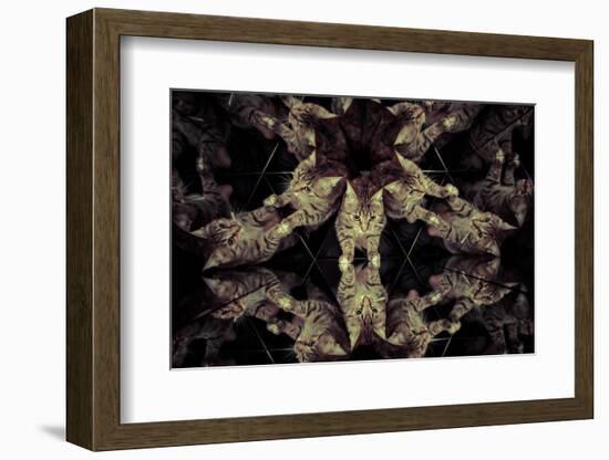 Common Cat Inside a Kaleidoscope, Mirrors-outsiderzone-Framed Photographic Print