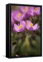 Common Centaury (Centaurium Erythraea) Flowers, Alentejo, Portugal, June-Quinta-Framed Stretched Canvas