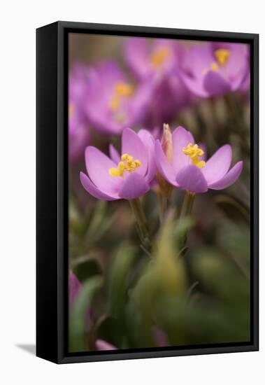 Common Centaury (Centaurium Erythraea) Flowers, Alentejo, Portugal, June-Quinta-Framed Stretched Canvas