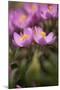 Common Centaury (Centaurium Erythraea) Flowers, Alentejo, Portugal, June-Quinta-Mounted Photographic Print