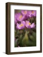 Common Centaury (Centaurium Erythraea) Flowers, Alentejo, Portugal, June-Quinta-Framed Photographic Print