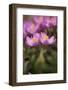 Common Centaury (Centaurium Erythraea) Flowers, Alentejo, Portugal, June-Quinta-Framed Photographic Print