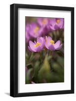 Common Centaury (Centaurium Erythraea) Flowers, Alentejo, Portugal, June-Quinta-Framed Photographic Print