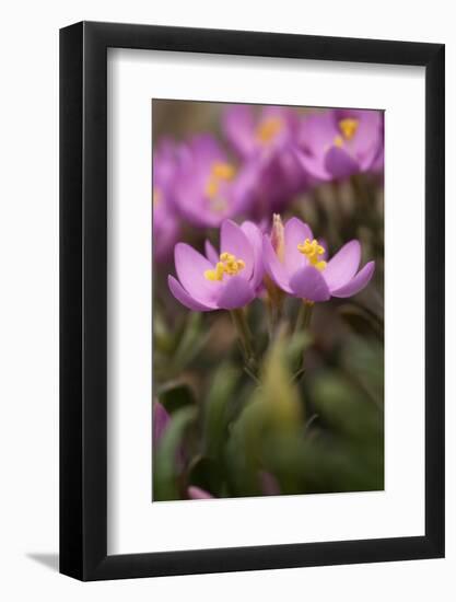 Common Centaury (Centaurium Erythraea) Flowers, Alentejo, Portugal, June-Quinta-Framed Photographic Print