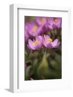 Common Centaury (Centaurium Erythraea) Flowers, Alentejo, Portugal, June-Quinta-Framed Photographic Print