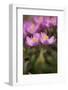 Common Centaury (Centaurium Erythraea) Flowers, Alentejo, Portugal, June-Quinta-Framed Photographic Print